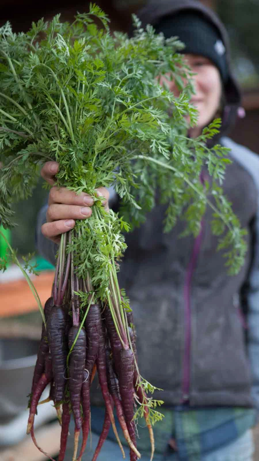 Purple Carrots, fresh from the farms at The Culinary Institute of America at Greystone in the Napa Valley.